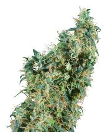 First Lady > Sensi Seeds | Graines Normal  |  Indica